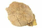 Fossil Hadrosaur Teeth, Bones, & Tendons in Sandstone - Wyoming #292565-2